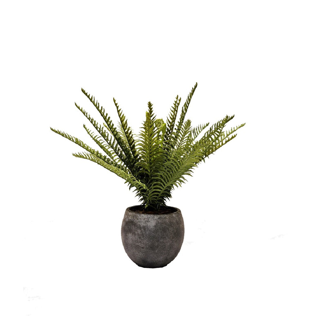 نبات السرخس